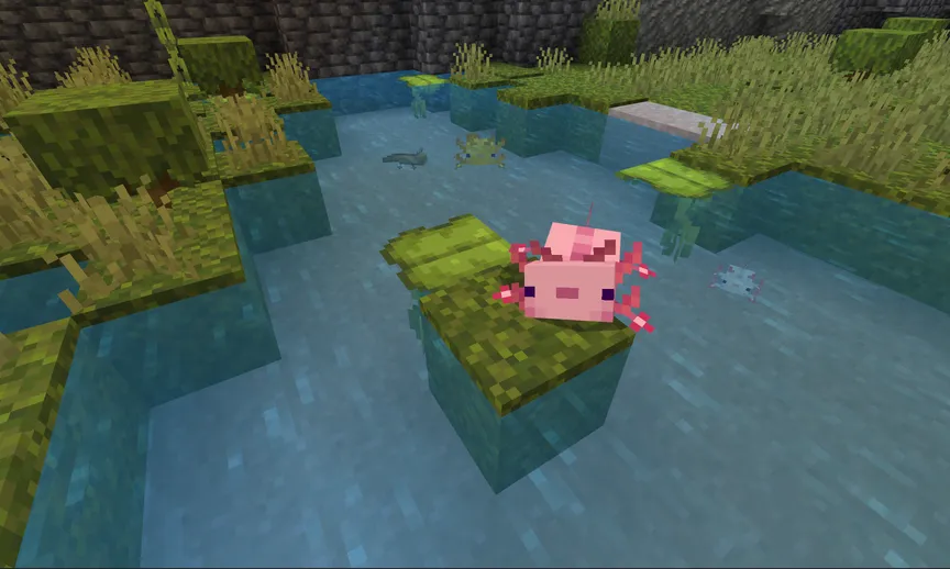 ウーパールーパーの捕まえ方 axolotl
