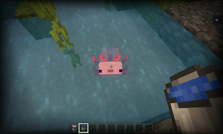 ウーパールーパーの捕まえ方 axolotl