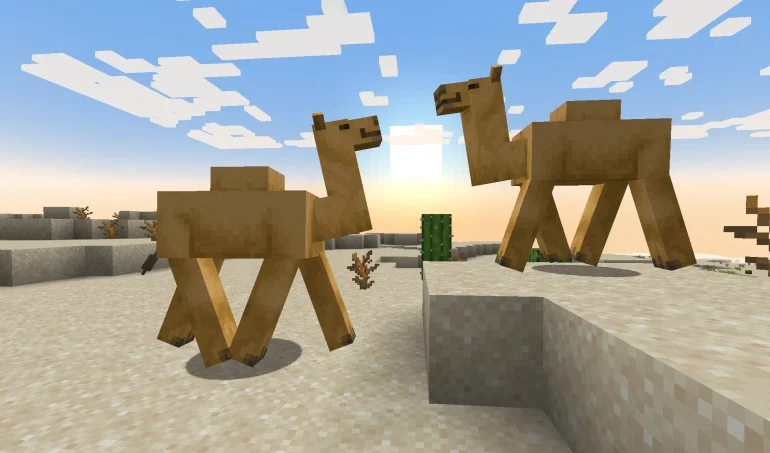 ラクダの特徴と乗り方 camel
