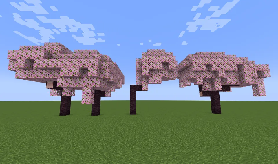 桜の木 cherry