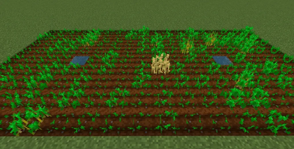 畑の作り方 farm